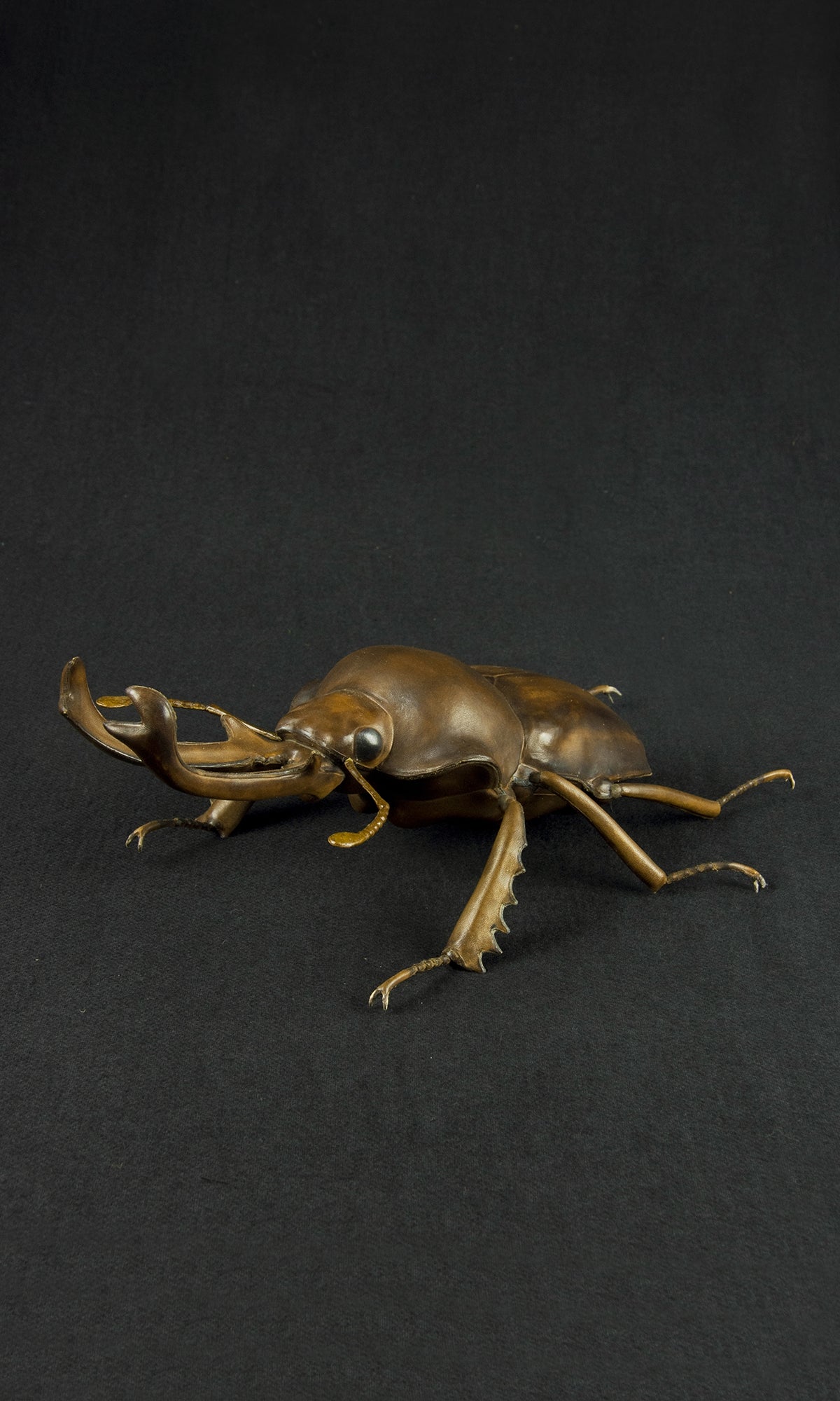RAINBOW STAG BEETLE