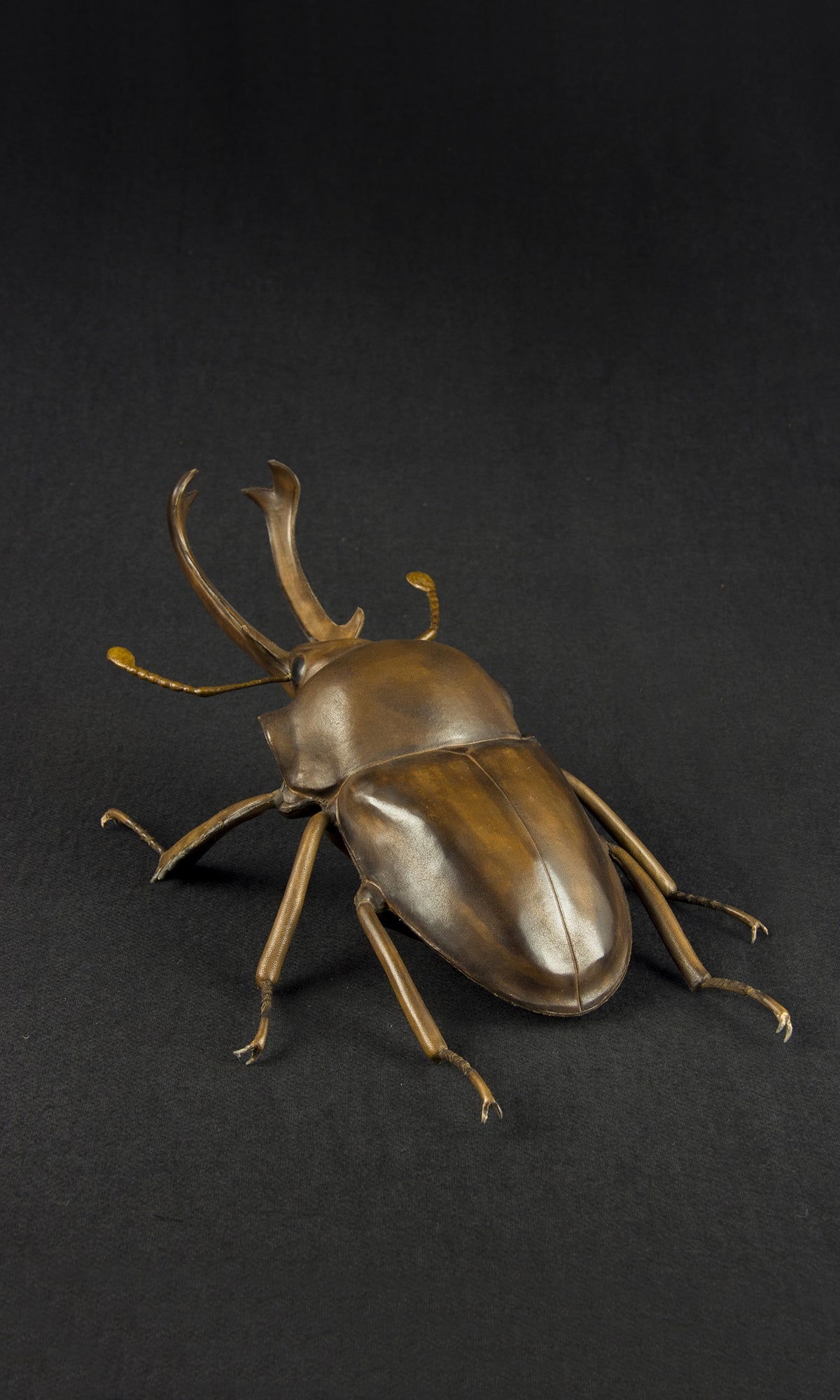 RAINBOW STAG BEETLE