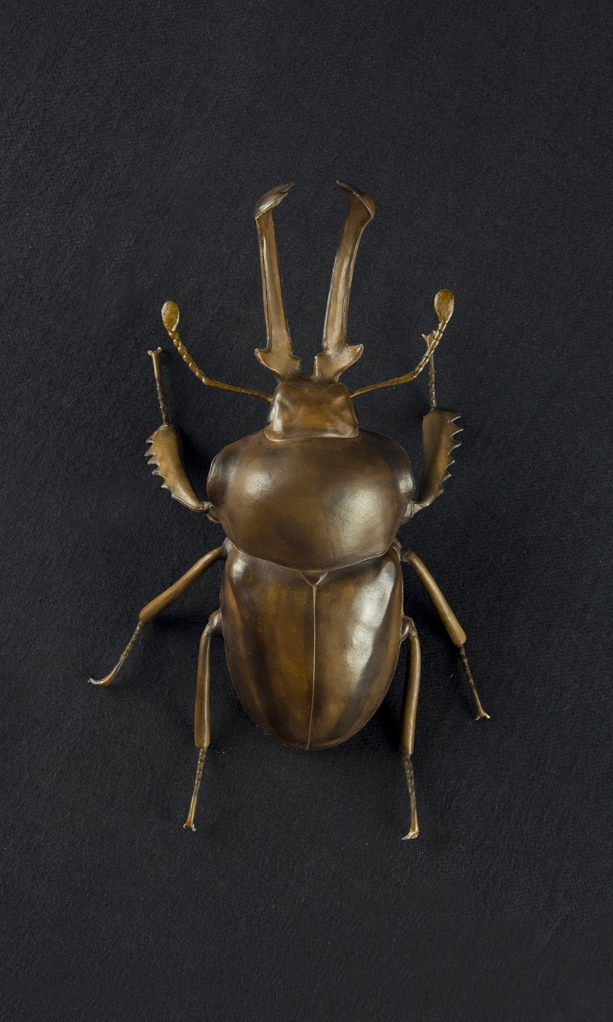 RAINBOW STAG BEETLE