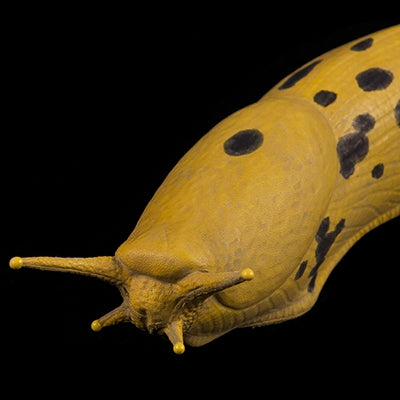 SLUG